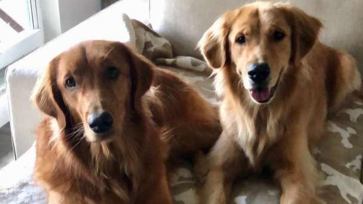 Illustration : "Inséparables, ces deux Golden Retrievers redonnent tout son sens au mot 