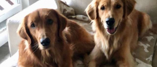 Illustration : "Inséparables, ces deux Golden Retrievers redonnent tout son sens au mot