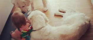 Illustration : "Chaque nuit, ces Golden Retrievers utilisent le bébé de la famille pour avoir des friandises incognito"