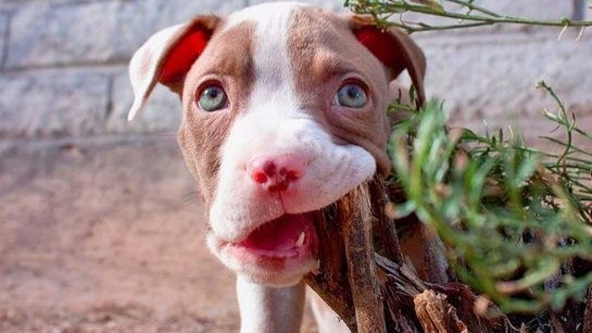 Illustration : "20 photos de chiots Pitbull vivant pleinement leurs premières fois !"