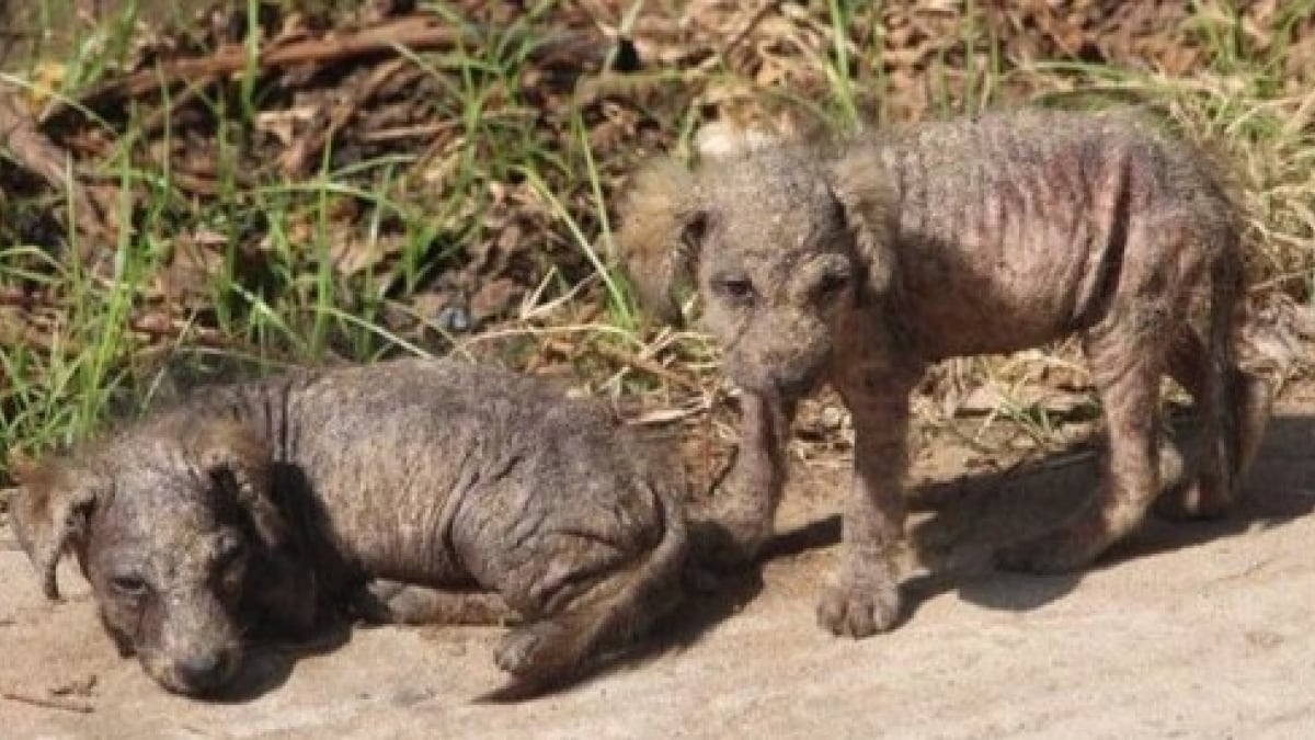 Illustration : "Âgées de 4 semaines, ces deux soeurs chiots abandonnées ont survécu en se collant l'une à l'autre ! "