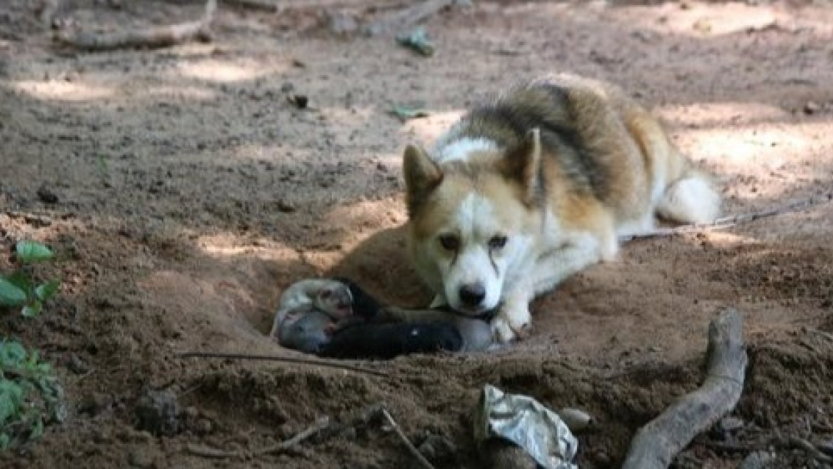 Illustration : "Seul espoir pour ses chiots, cette chienne trouve un moyen de protéger sa portée de ses propriétaires abusifs sous terre"