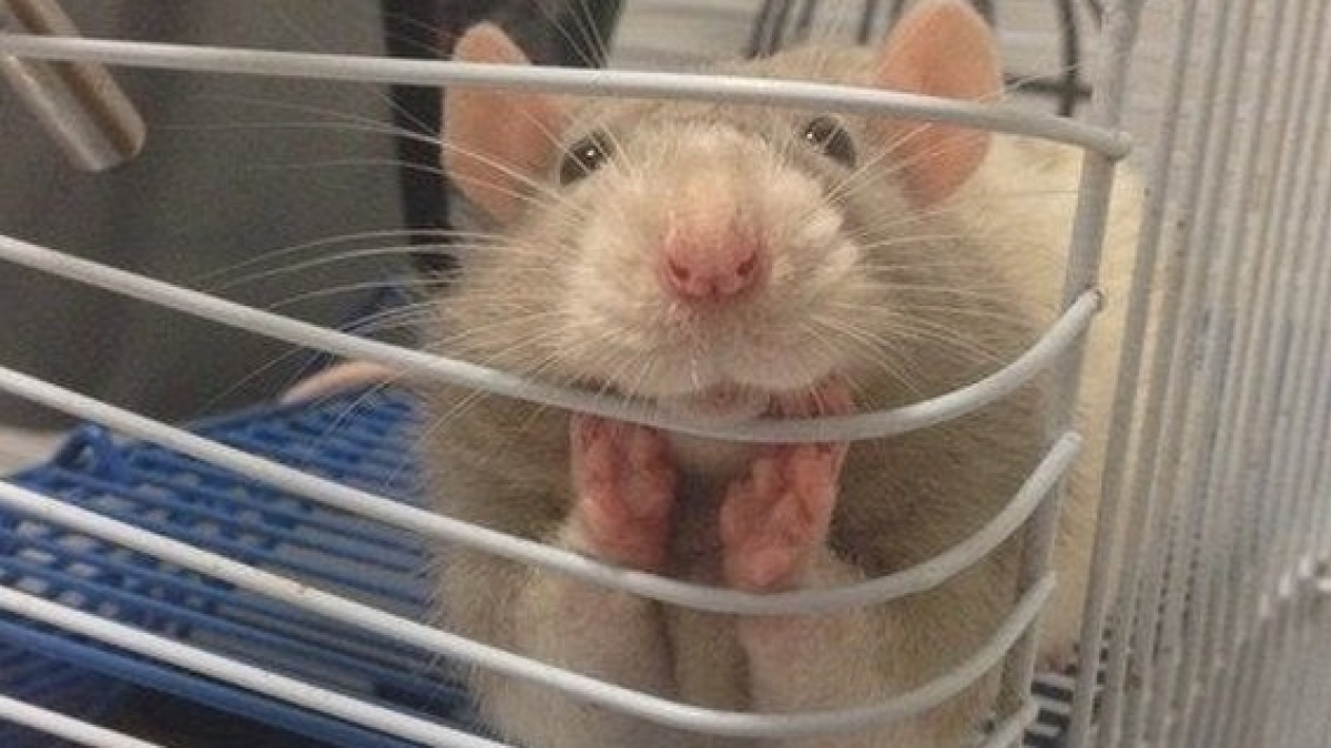 Illustration : "14 photos qui prouvent que le rat est un animal domestique à part entière ! "