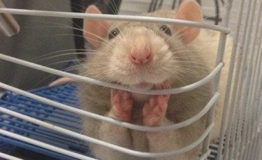 Illustration : "14 photos qui prouvent que le rat est un animal domestique à part entière ! "