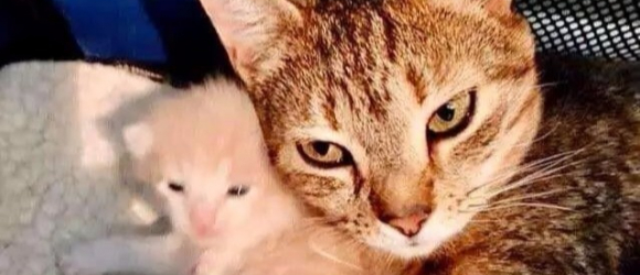 Illustration : "Attaquée par un chien, cette chatte n'aura de répit qu'une fois sa portée entièrement retrouvée !"