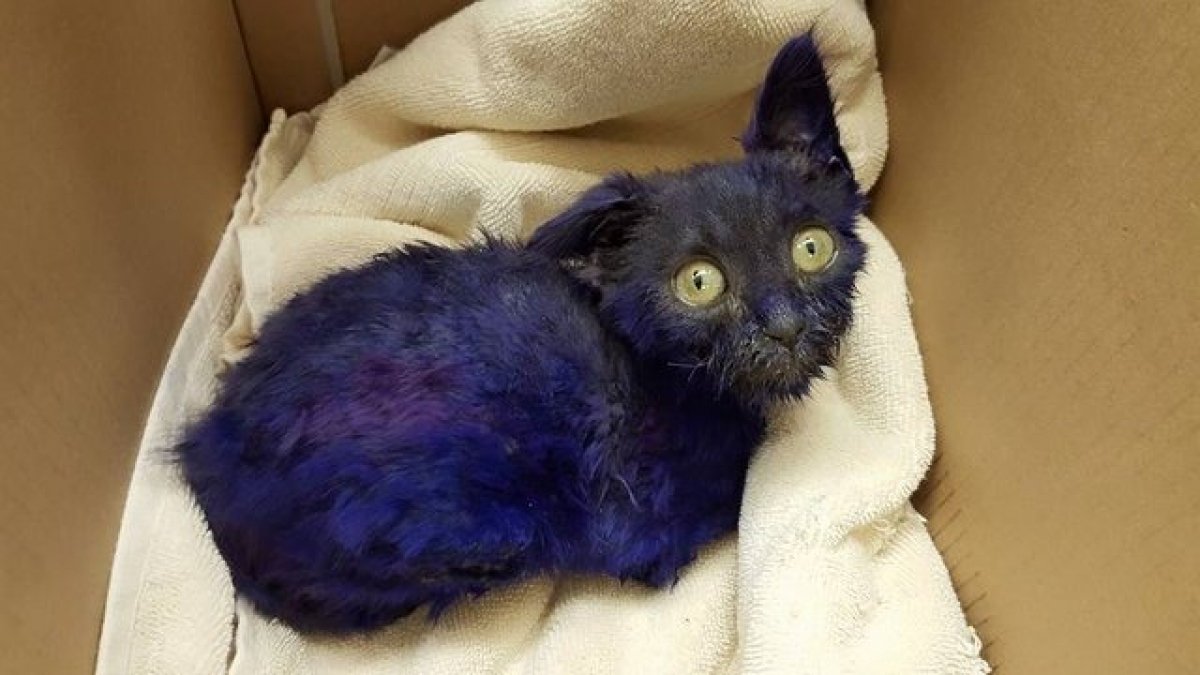 Illustration : "La fourrure teinte en violet, ce chaton âgé de 8 semaines servait d'appât dans des combats !"
