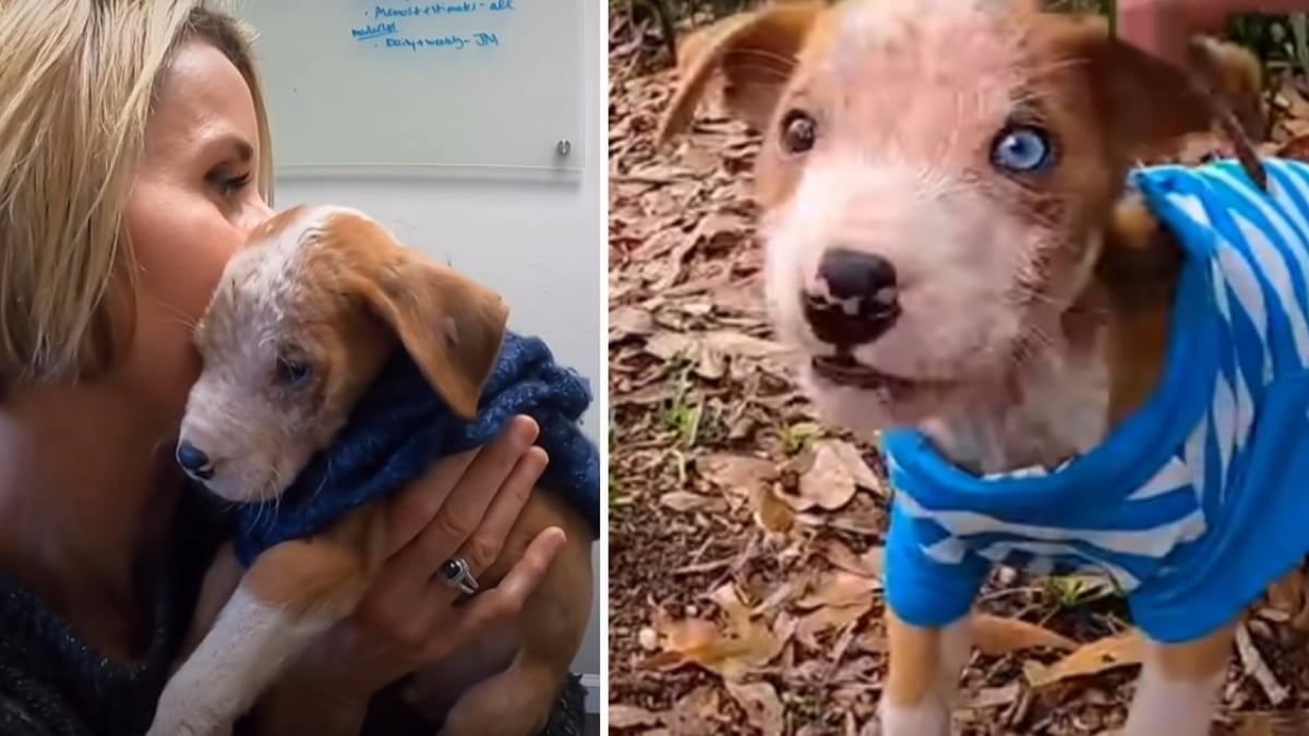 Illustration : "Découvert dans une boîte en carton, ce Pitbull abandonné n'a dans les yeux que de l'amour!"