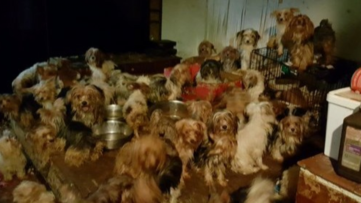 Illustration : "En mission pour sauver une trentaine de chiens, ils finissent par secourir plus de 180 Yorkshires dans un foyer !"