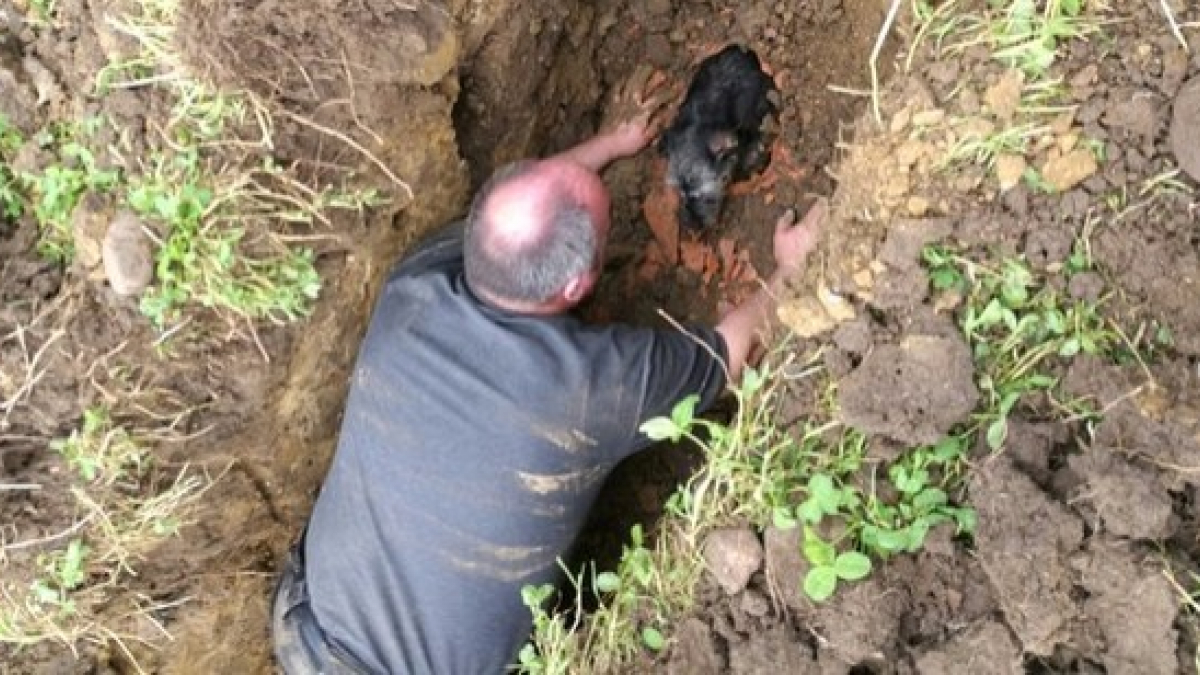 Illustration : "Ils creusent un trou de la taille d'un homme pour venir en aide à un chien coincé !"