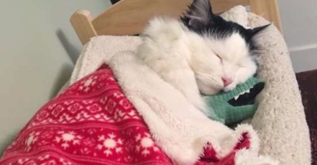 Depuis Son Sauvetage Ce Chat Profite Chaque Nuit D Une Suite Specialement Concue Pour Lui Depuis Son Sauvetage Ce Chat Profite Chaque Nuit D Une Suite Specialement Concue Pour Lui