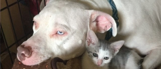 Illustration : "Secouru alors qu'il n'était qu'un chiot, ce Pitbull prend désormais tous les animaux errants sous son aile !"