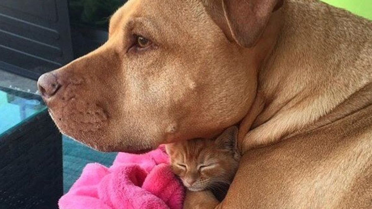 Illustration : "Secouru à 3 mois, cet ancien Pitbull errant a une passion débordante pour les chats abandonnés !"