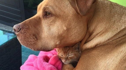Illustration : Secouru à 3 mois, cet ancien Pitbull errant a une passion débordante pour les chats abandonnés !