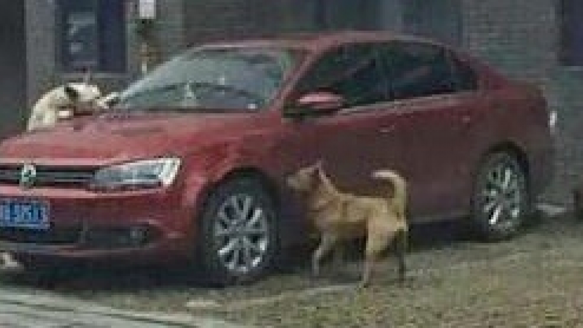 Illustration : "Deux chiens errants se vengent d'une personne violente et s'en prennent à son véhicule !"