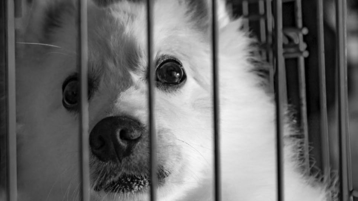 Illustration : "Chine : vers un arrêt du festival de la viande de chien à Yulin ?"