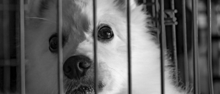 Illustration : "Chine : vers un arrêt du festival de la viande de chien à Yulin ?"