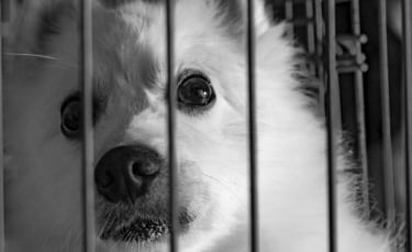Illustration : "Chine : vers un arrêt du festival de la viande de chien à Yulin ?"