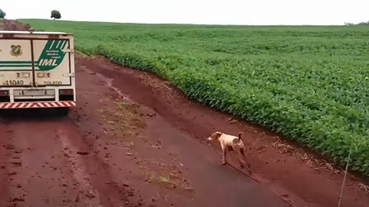 Illustration : "En deuil, ce chien ne parvient pas à faire ses adieux à son maître qu'il poursuit jusqu'au bout !"