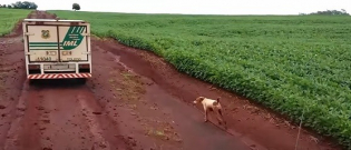 Illustration : "En deuil, ce chien ne parvient pas à faire ses adieux à son maître qu'il poursuit jusqu'au bout !"