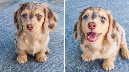 Illustration : 17 photos d'animaux, qui malgré leur comportement ont le don de faire fondre nos coeurs ! 