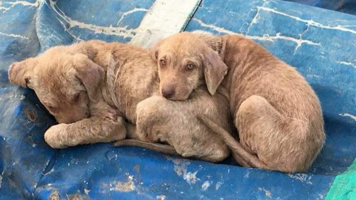 Illustration : "Abandonnés en plein milieu d'une route, ces chiots se sont maintenus en vie grâce à leur solidarité "