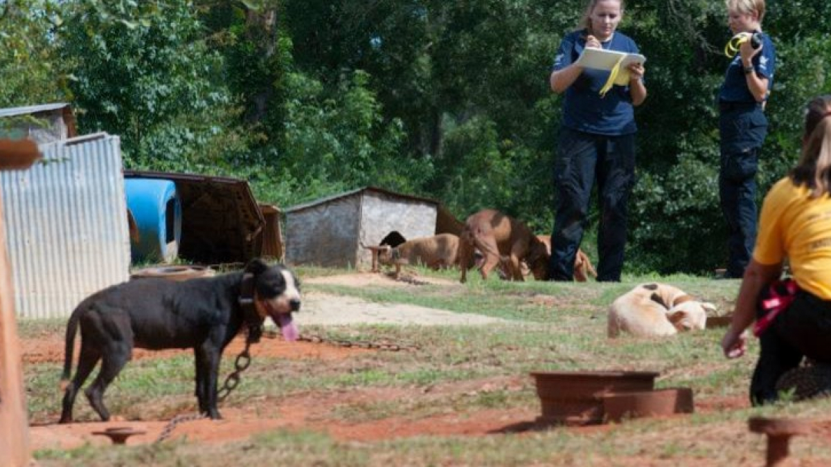 Illustration : "Récupérés dans un camp de fortune, ces 300 chiens de combats ne croyaient plus en rien"