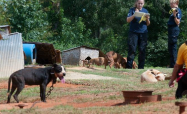 Illustration : "Récupérés dans un camp de fortune, ces 300 chiens de combats ne croyaient plus en rien"