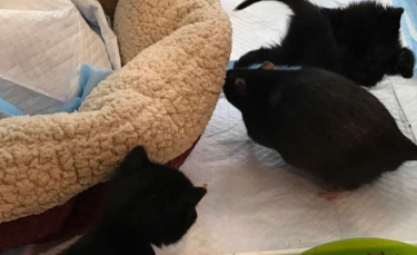 Illustration : "L'improbable duo formé par ces deux rats cat-sitters qui prennent en charge les chatons dès leurs premiers jours"