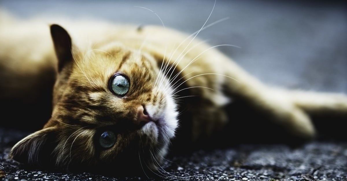 Chat Qui Crache Envers Son Maître Un chat attaché au balcon et violenté par son maître quitte son