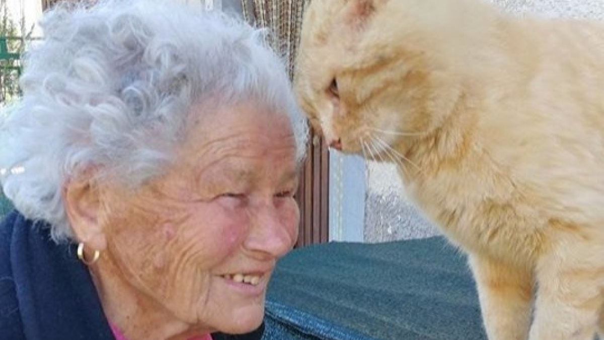 Illustration : "Perdu dans le tremblement de terre qui a détruit son foyer, un chat retrouve sa propriétaire qui ne l'a pas oublié !"