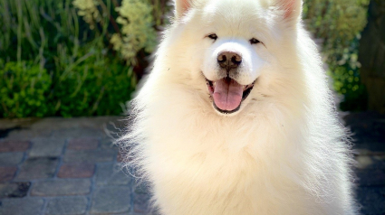 Illustration : 17 races de chiens super attachantes et aux allures de peluche 