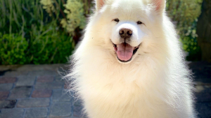 Illustration : 17 races de chiens super attachantes et aux allures de peluche 