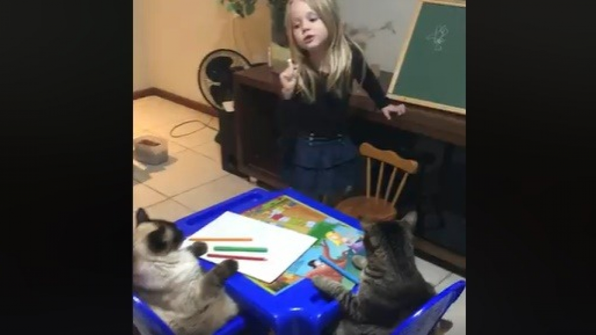 Illustration : "Meilleurs amis, cet enfant peut compter sur son chat quand il s'agit de soutien scolaire ! "
