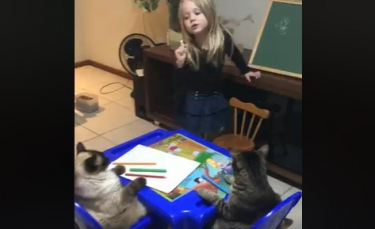 Illustration : "Meilleurs amis, cet enfant peut compter sur son chat quand il s'agit de soutien scolaire ! "
