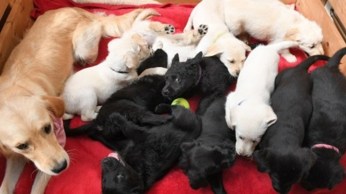 Illustration : "Ils sauvent un chien Labrador de l'euthanasie pour finir avec un total de 13 chiens !"