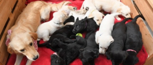 Illustration : "Ils sauvent un chien Labrador de l'euthanasie pour finir avec un total de 13 chiens !"