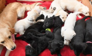 Illustration : "Ils sauvent un chien Labrador de l'euthanasie pour finir avec un total de 13 chiens !"