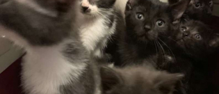 Illustration : "Entassés dans un deux pièces, l'insoutenable attente de 300 chatons"