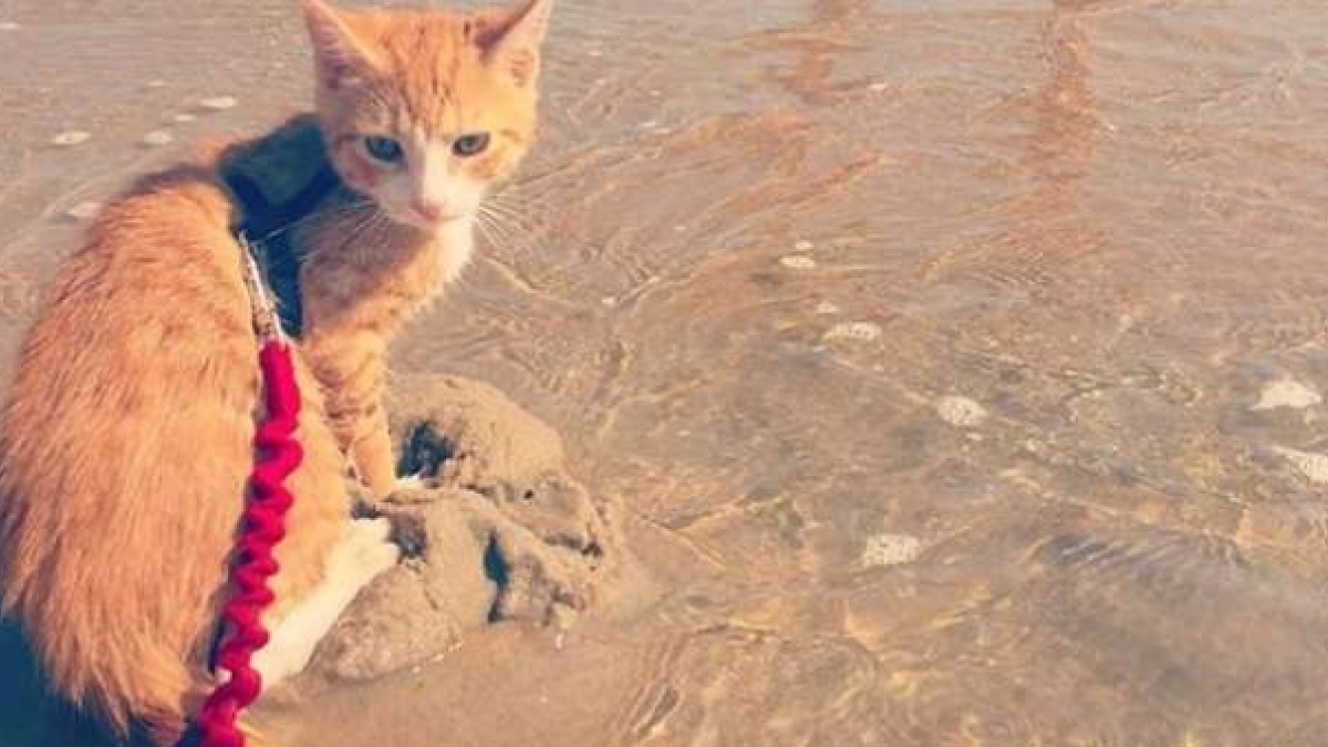 Illustration : "Depuis qu'il a été sauvé d'une tempête, ce chaton s'est découvert une passion pour l'eau !	"