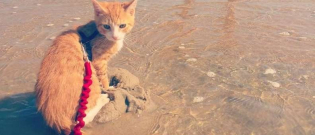 Illustration : "Depuis qu'il a été sauvé d'une tempête, ce chaton s'est découvert une passion pour l'eau ! "