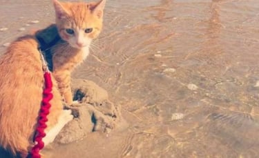 Illustration : "Depuis qu'il a été sauvé d'une tempête, ce chaton s'est découvert une passion pour l'eau ! "