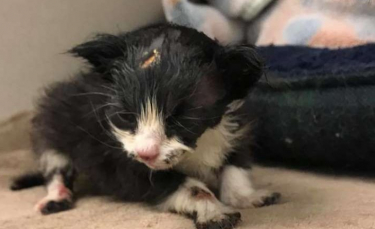 Illustration : "Recouvert de goudron, ce chaton errant coincé sous une benne s'est battu pour se faire entendre"