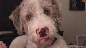 Illustration : L'hilarante réaction de ce chien qui a du mal à comprendre qu'un nouveau chien soit arrivé !
