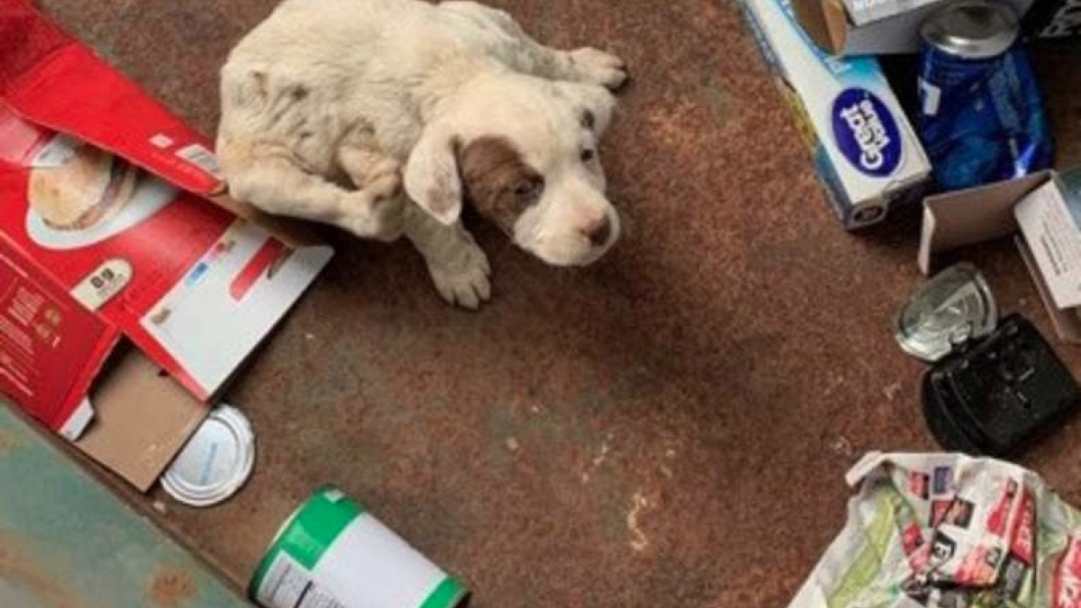 Illustration : "Abandonné à l'âge de 2 mois dans les ordures, ce chien échappe de peu au camion poubelle"