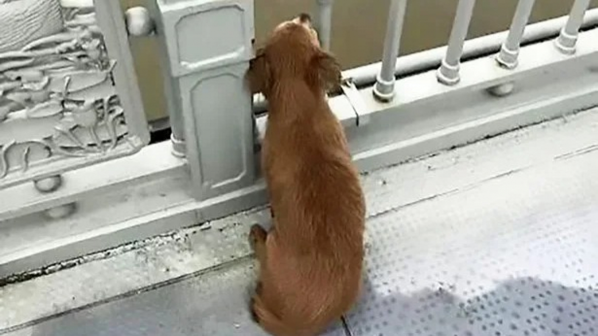 Illustration : "Un chien passe 4 jours sur un pont dans l'attente de revoir son propriétaire parti trop tôt"