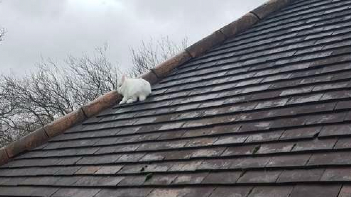 Illustration : "Le sauvetage improbable d'un lapin qui s'est mystérieusement retrouvé sur le toit d'une maison ! "