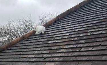 Illustration : "Le sauvetage improbable d'un lapin qui s'est mystérieusement retrouvé sur le toit d'une maison ! "