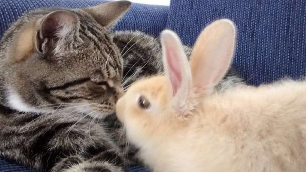 Illustration : "La relation particulière entre un chat et un lapin qui se sont aimés au premier regard !"