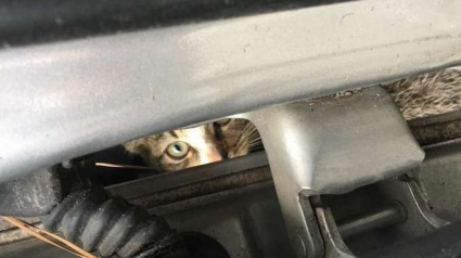 Illustration : Après 70 kilomètres de trajet, elle se rend compte qu'un chat est piégé dans l'aile de sa voiture