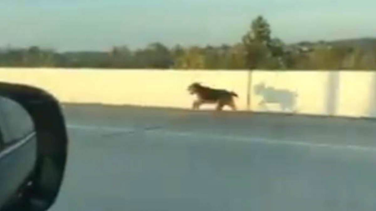 Illustration : "Un groupe de conducteurs s'arrête en plein milieu d'une autoroute pour venir en aide à un chien pris de panique "